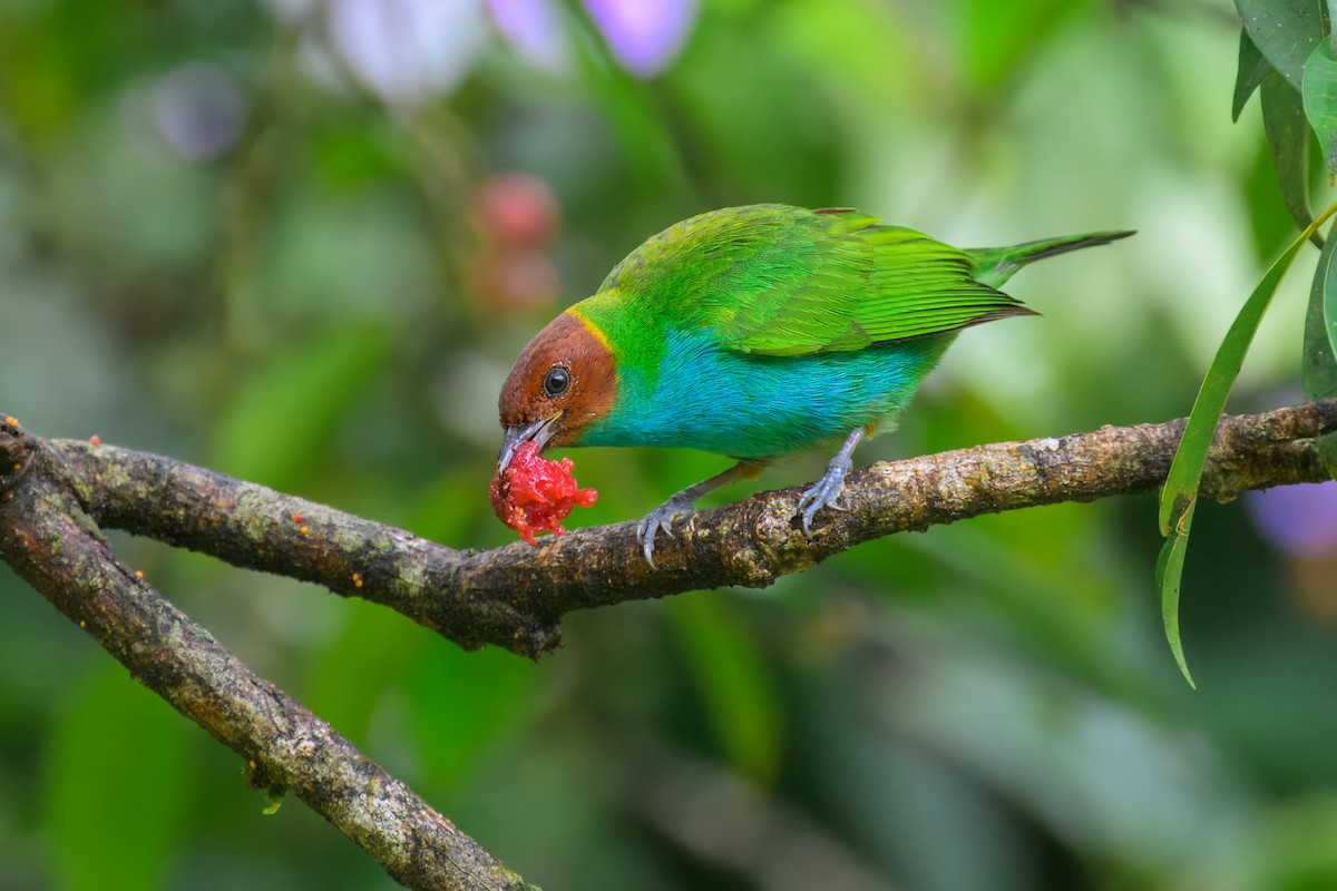 Bay-headed Tanager - ML627699778