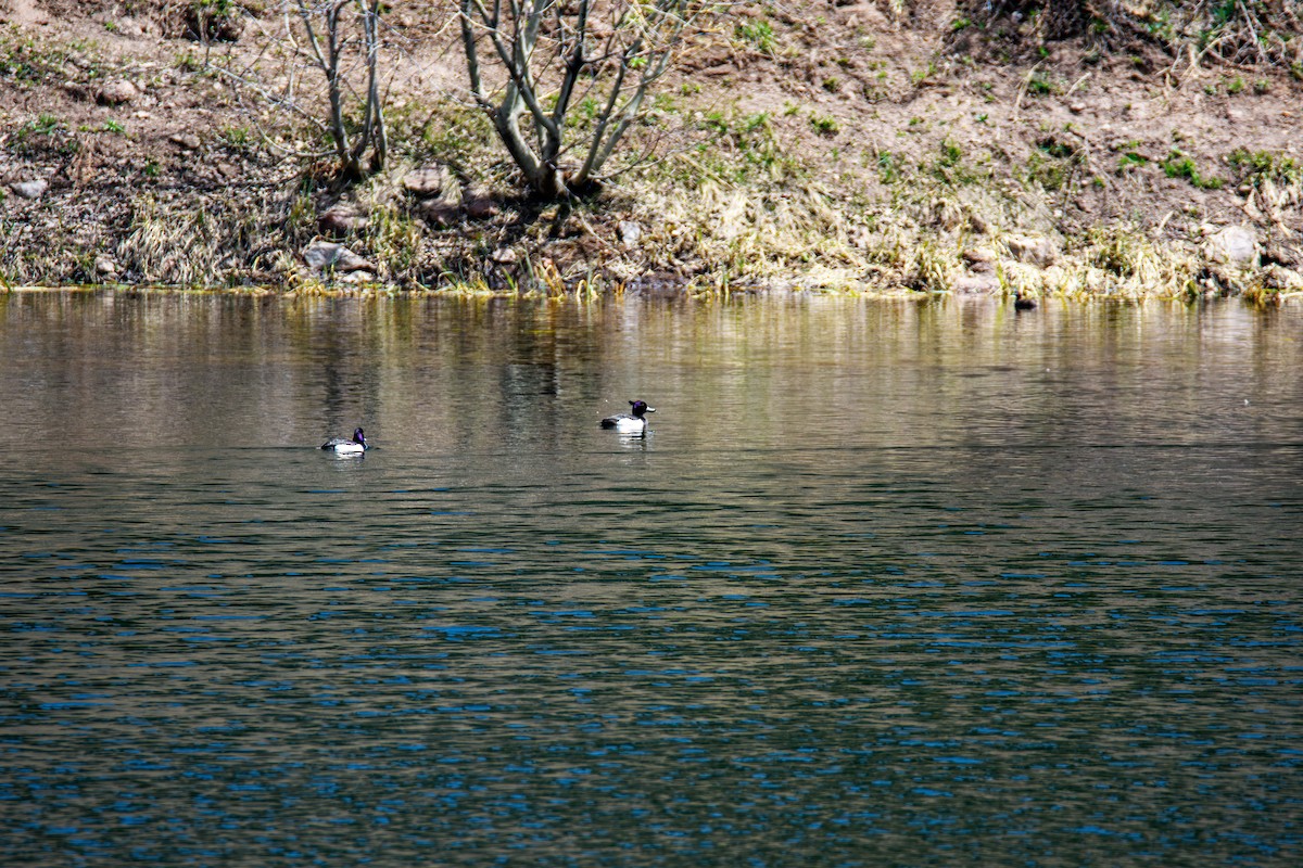 Tufted Duck - ML627699795