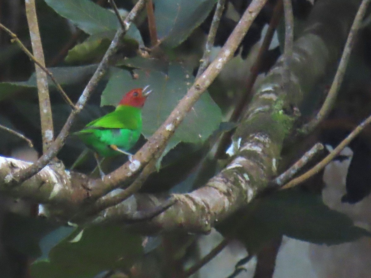 Bay-headed Tanager - ML627699836