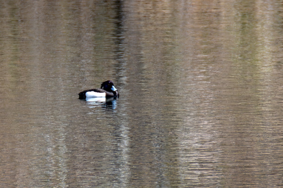Tufted Duck - ML627699877