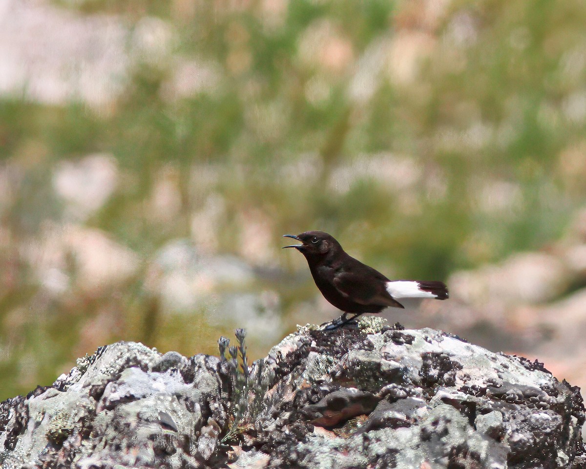 Black Wheatear - ML627699886