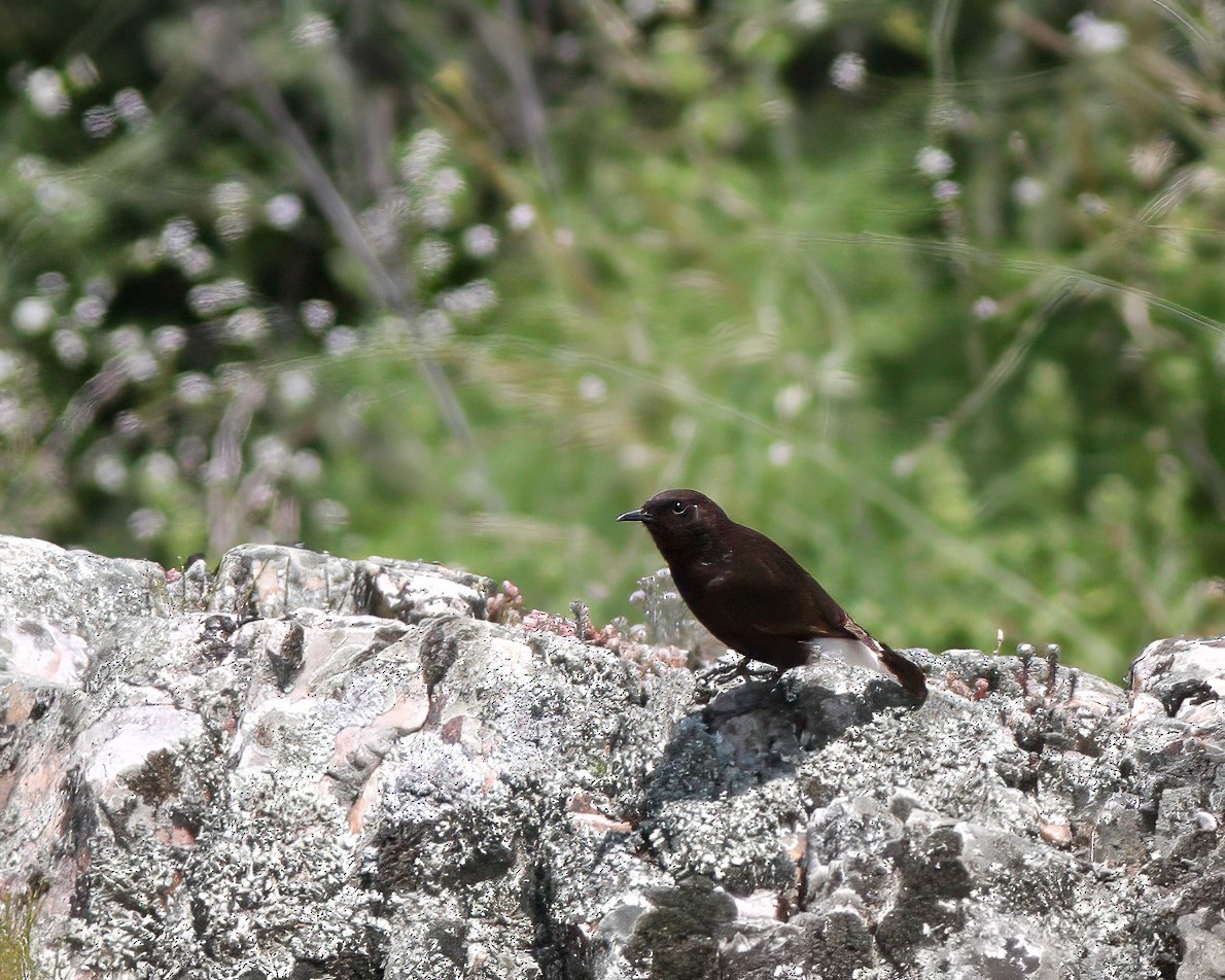 Black Wheatear - ML627699888