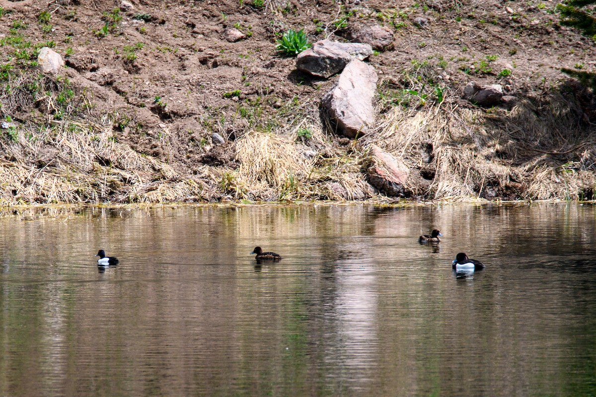 Tufted Duck - ML627699925