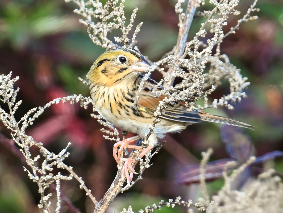 Henslow's Sparrow - ML627700017