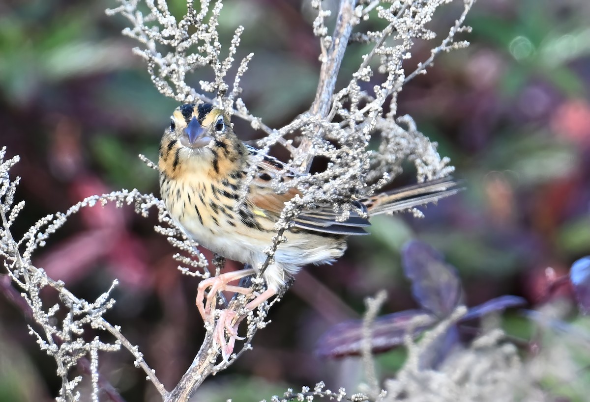 Henslow's Sparrow - ML627700018