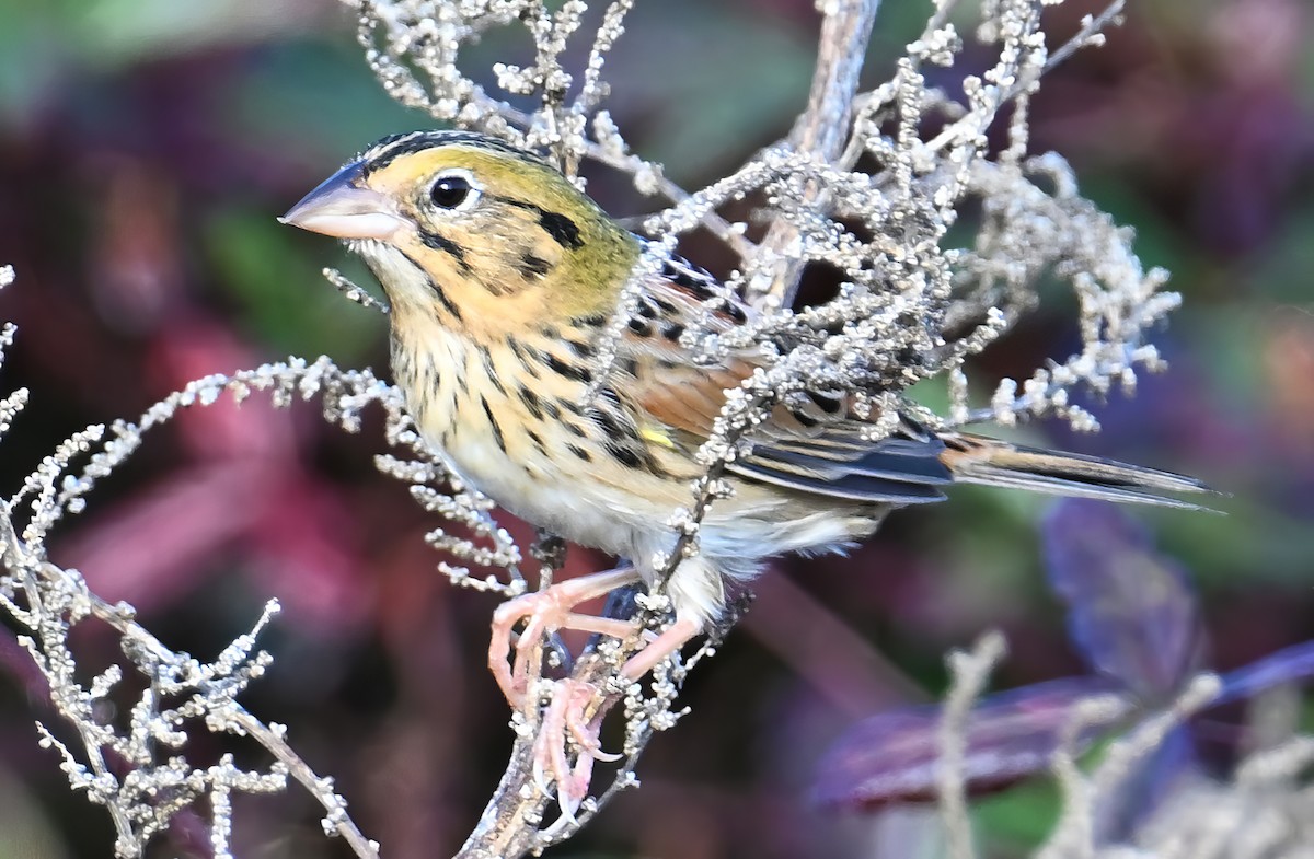 Henslow's Sparrow - ML627700019