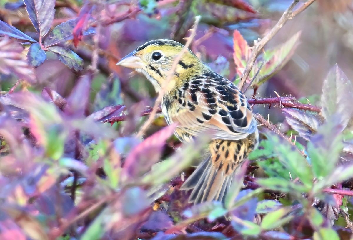 Henslow's Sparrow - ML627700020