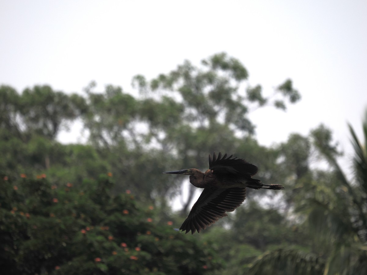 Great-billed Heron - ML627700021