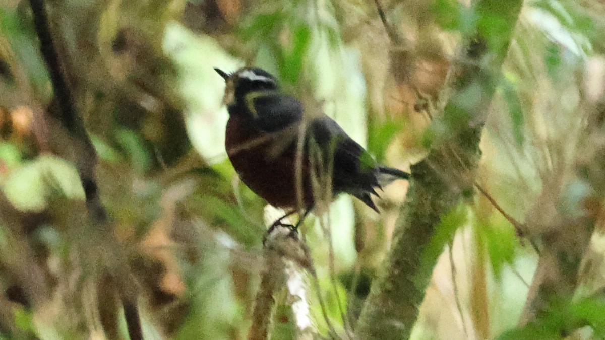 Chestnut-bellied Chat-Tyrant - ML627700035