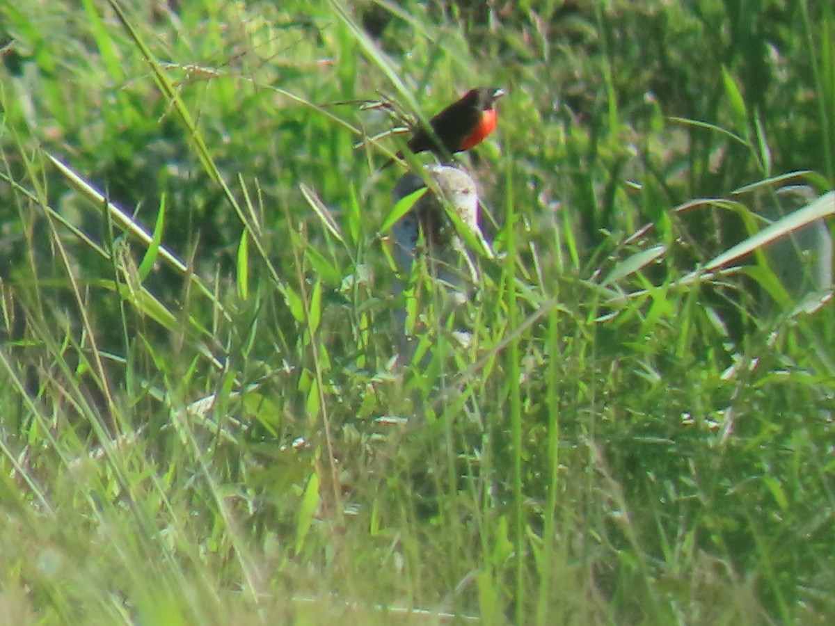 Red-breasted Meadowlark - ML627700085