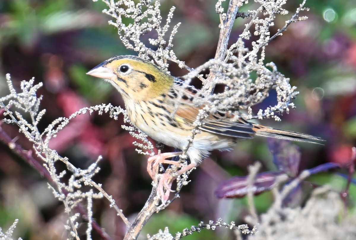 Henslow's Sparrow - ML627700187