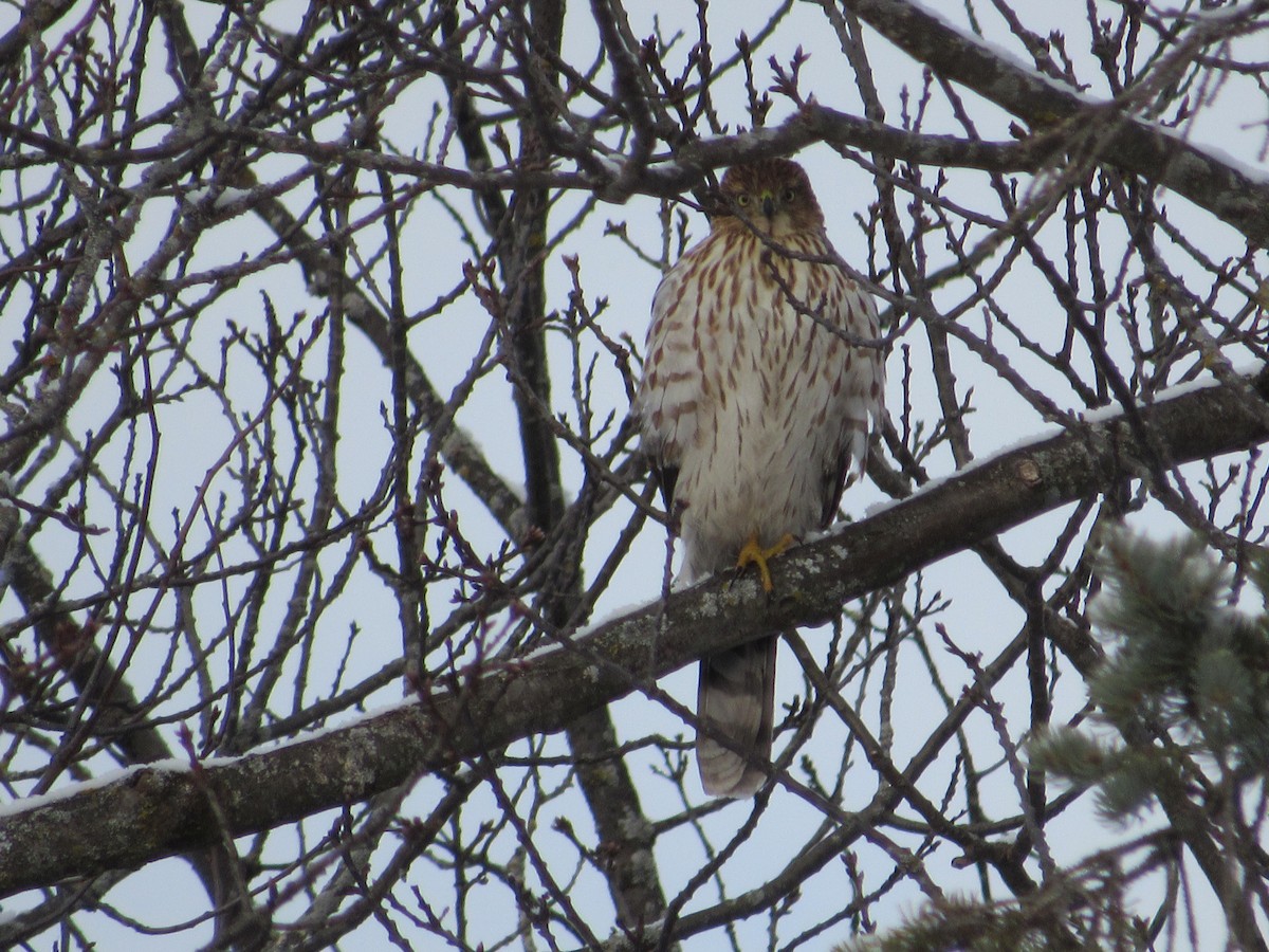 Cooper's Hawk - ML627700211