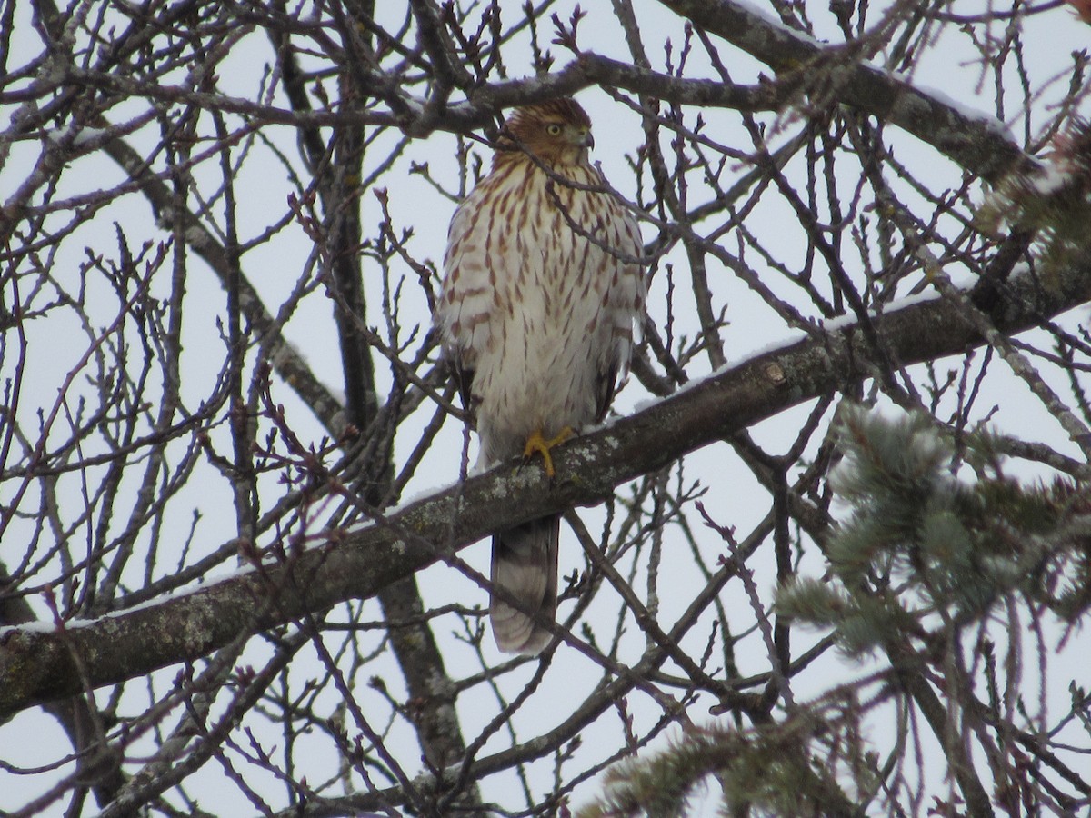 Cooper's Hawk - ML627700212