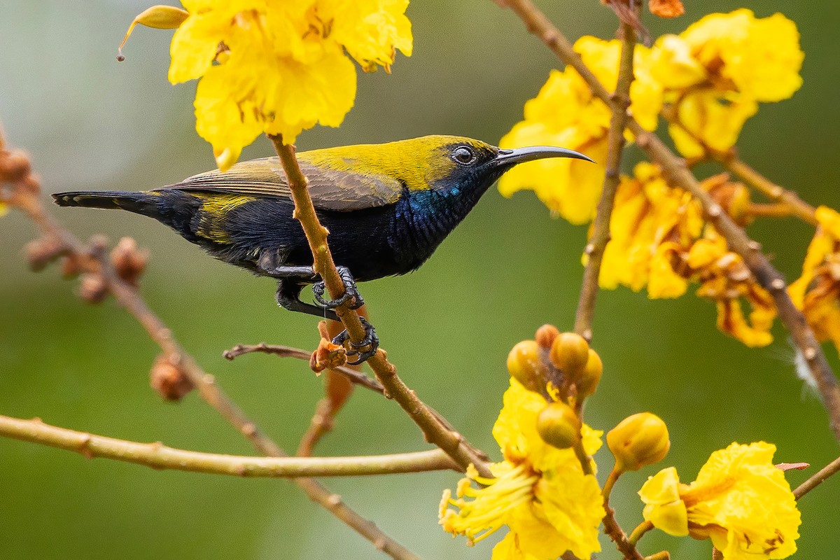 South Moluccan Sunbird - ML627700236