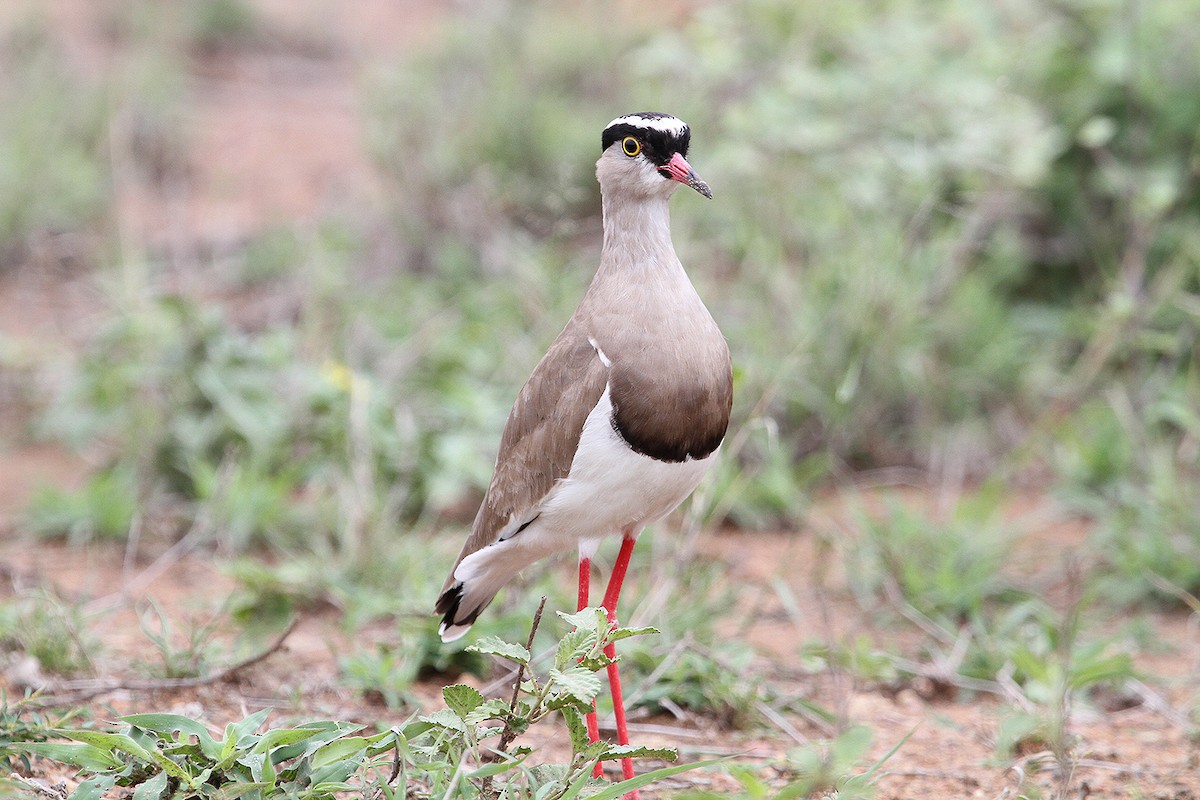 Crowned Lapwing - ML627700237