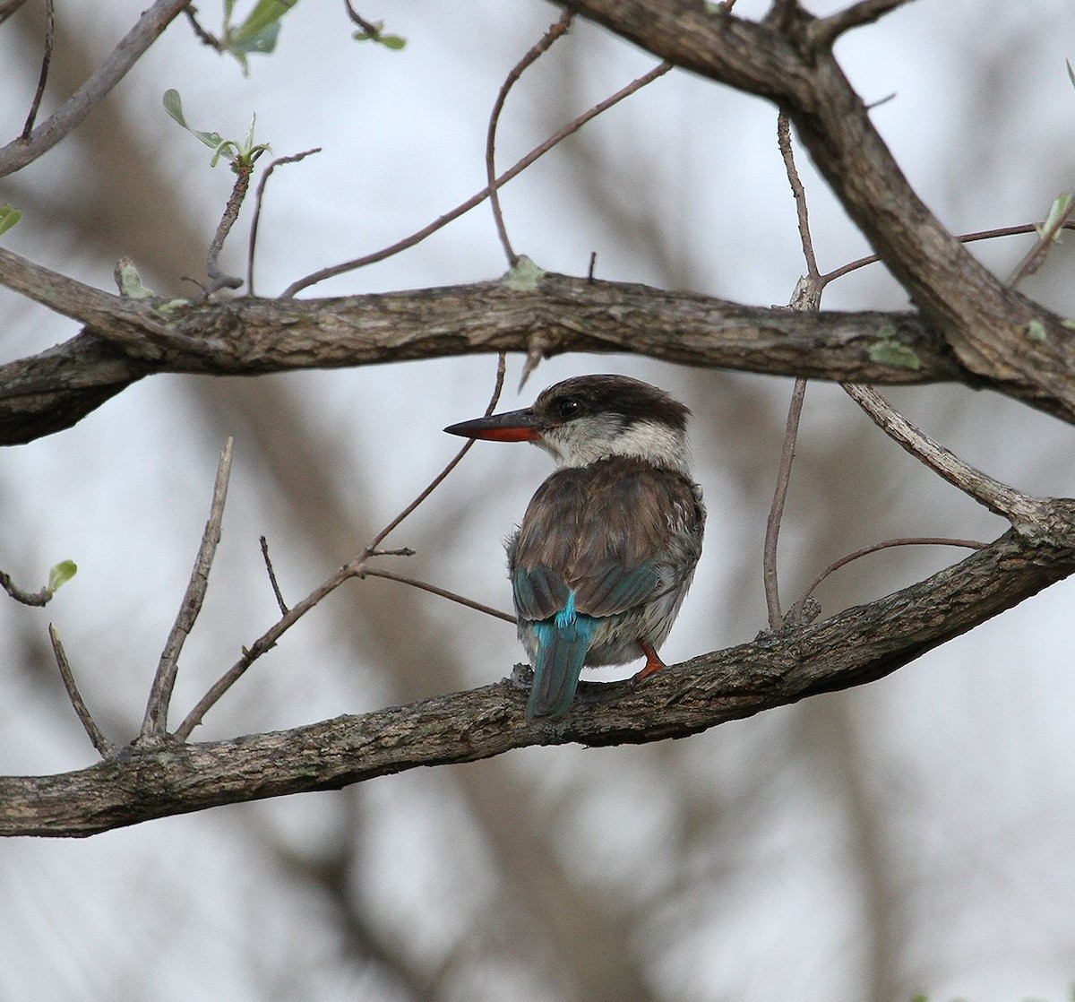 Striped Kingfisher - ML627700244