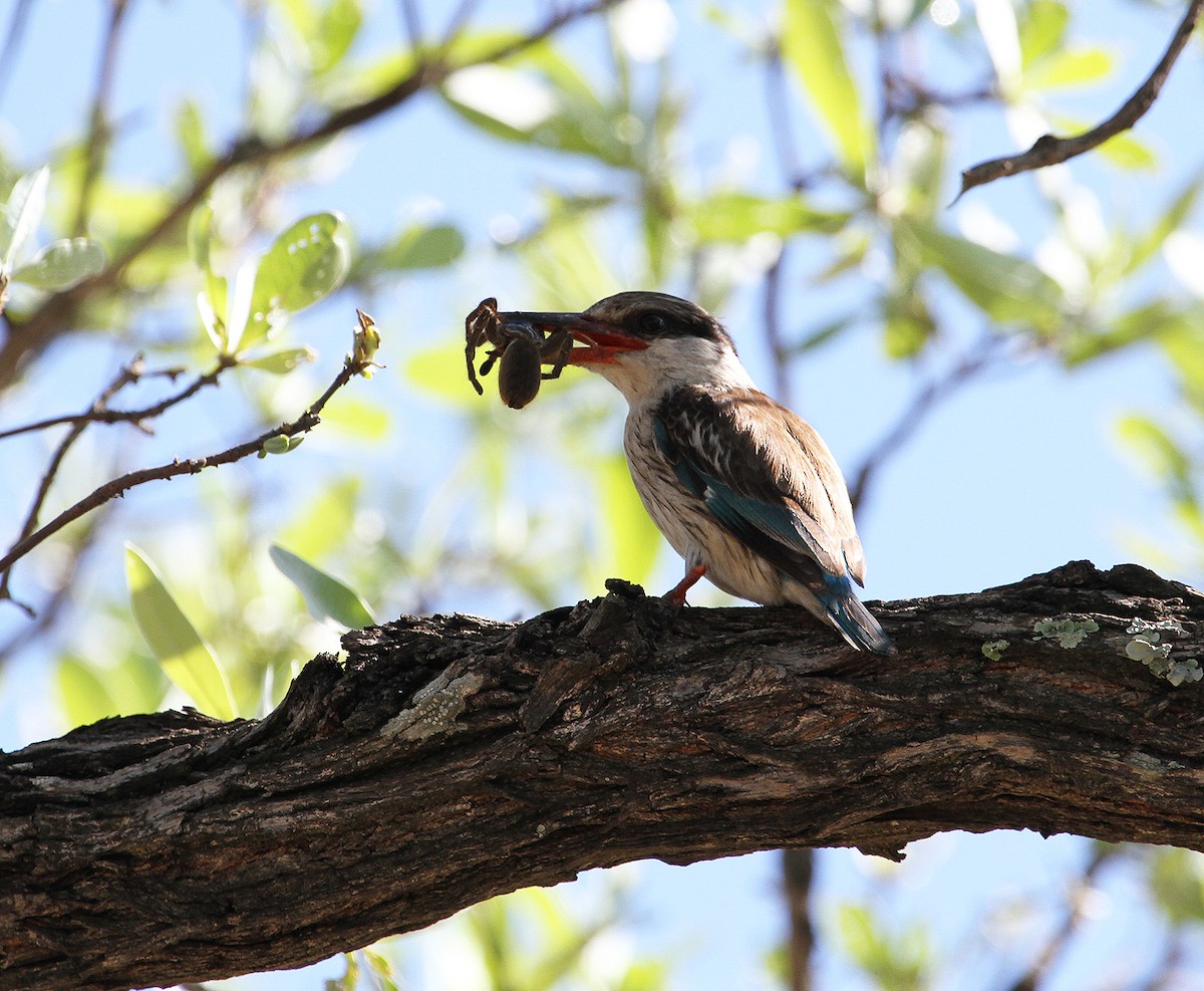 Striped Kingfisher - ML627700247