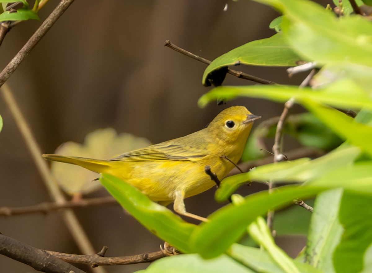 Northern/Mangrove Yellow Warbler - ML627700252
