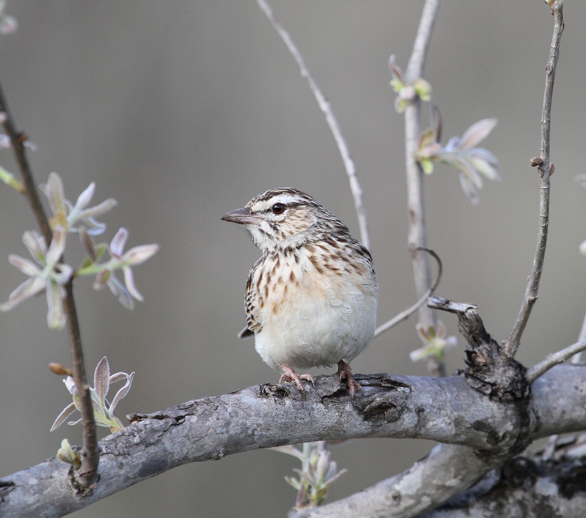 Sabota Lark - ML627700255