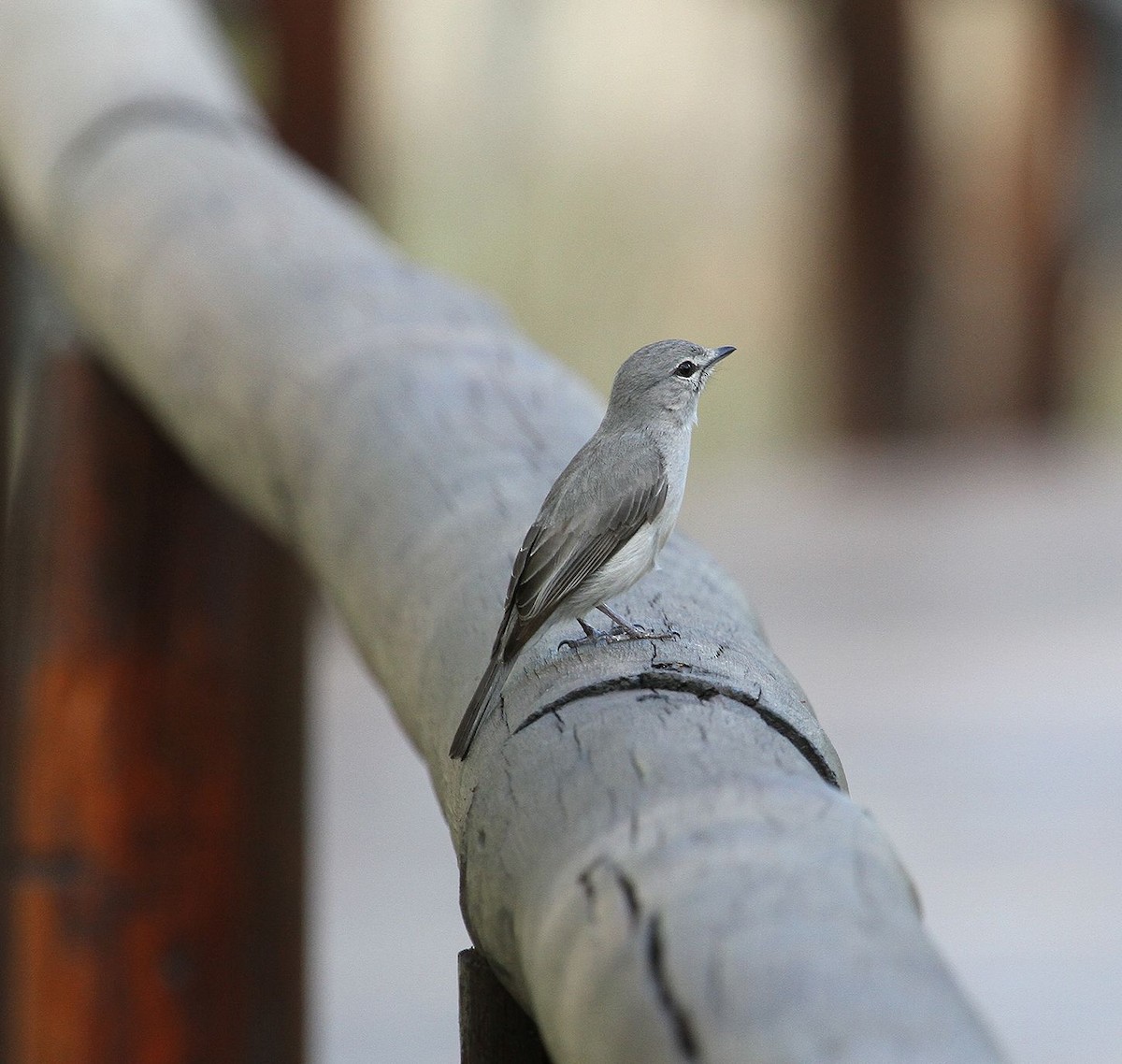 Ashy Flycatcher - ML627700266