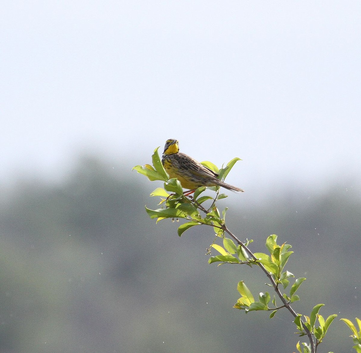 Yellow-throated Longclaw - ML627700276