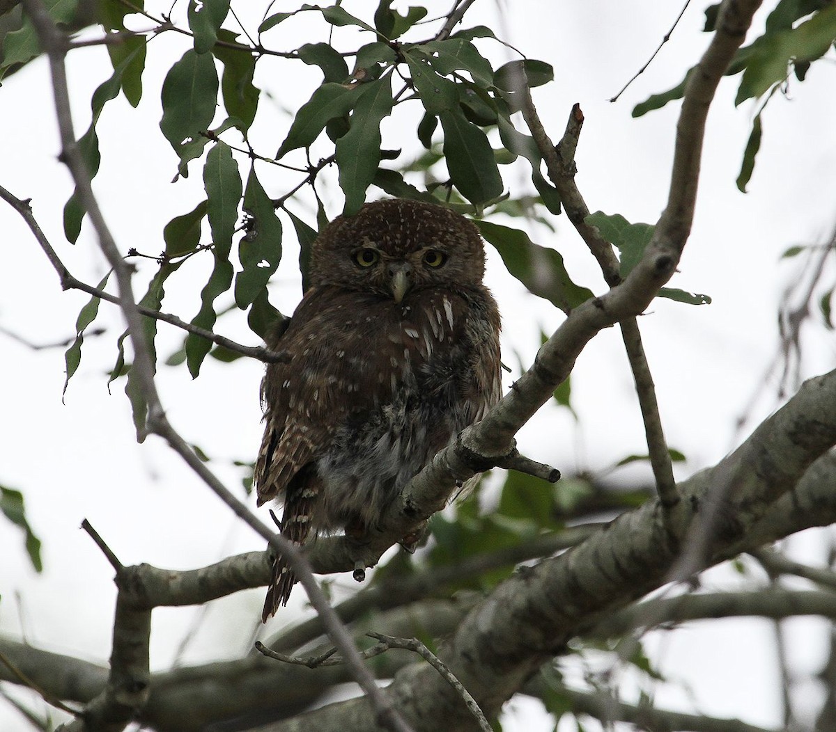 Pearl-spotted Owlet - ML627700290
