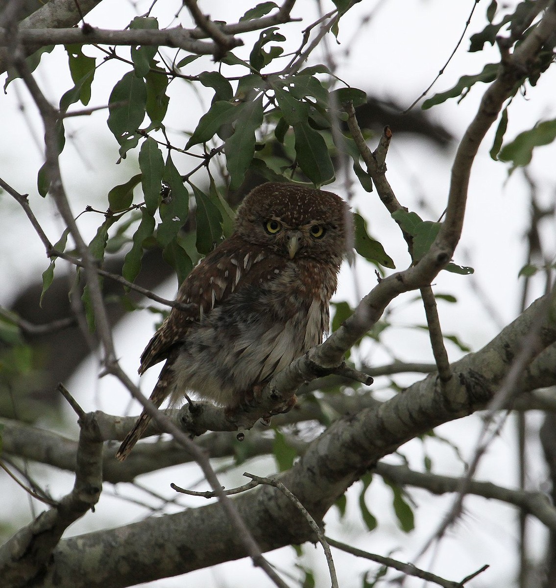 Pearl-spotted Owlet - ML627700292