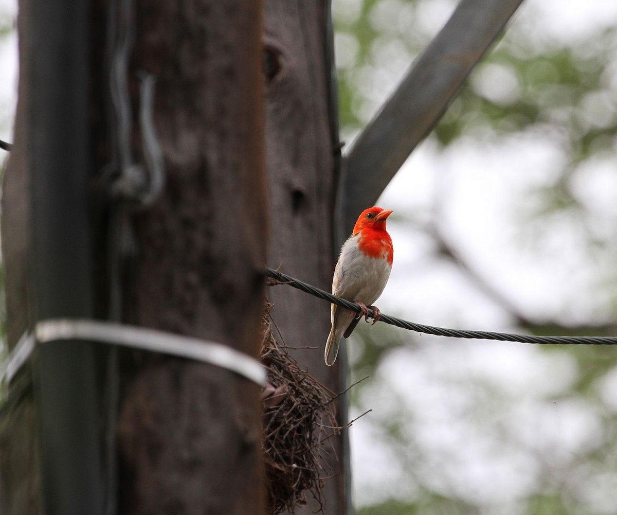 Red-headed Weaver - ML627700302