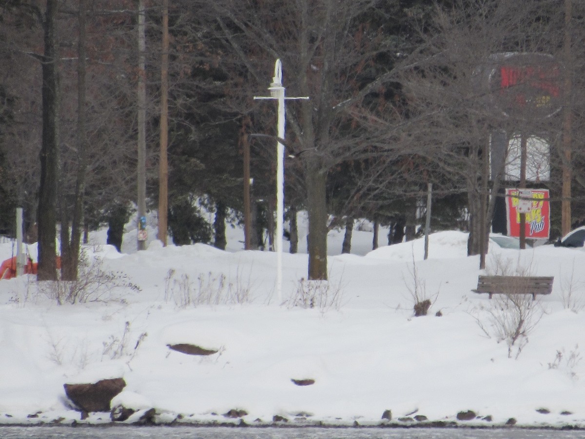 Northern Harrier - ML627700327