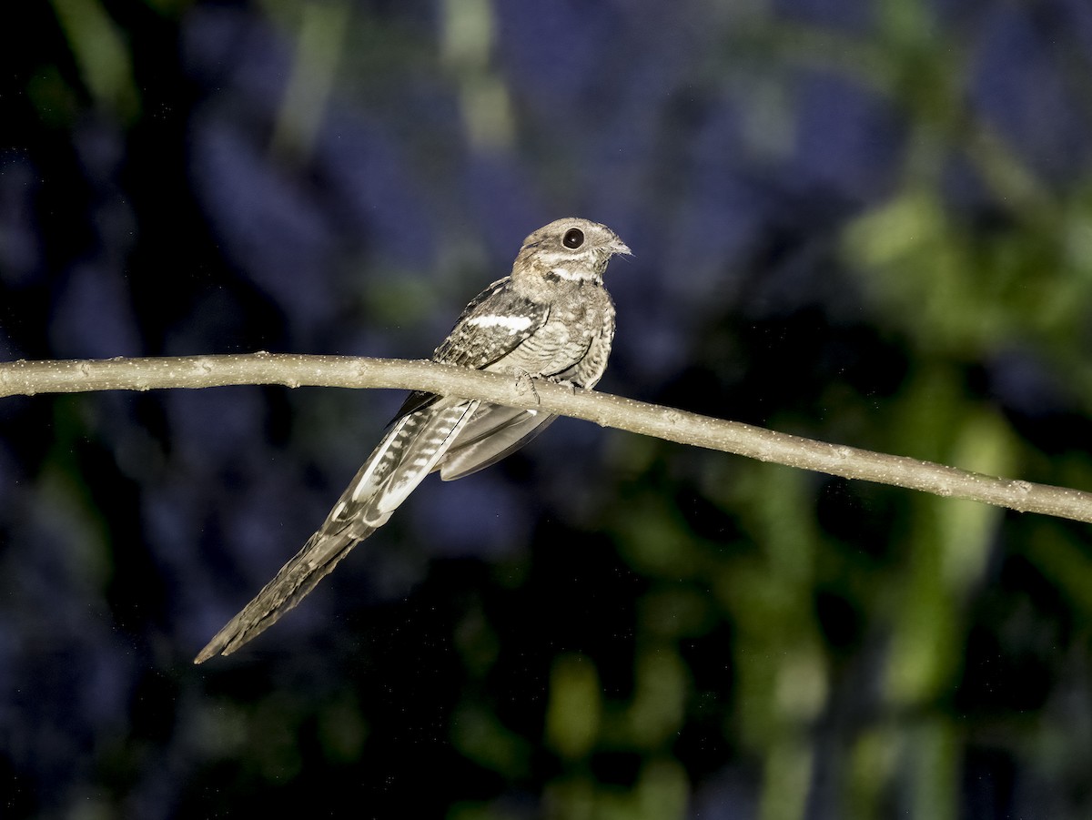 Long-tailed Nightjar - ML627700346