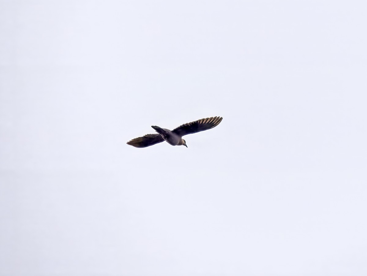 Afep Pigeon - ML627700380