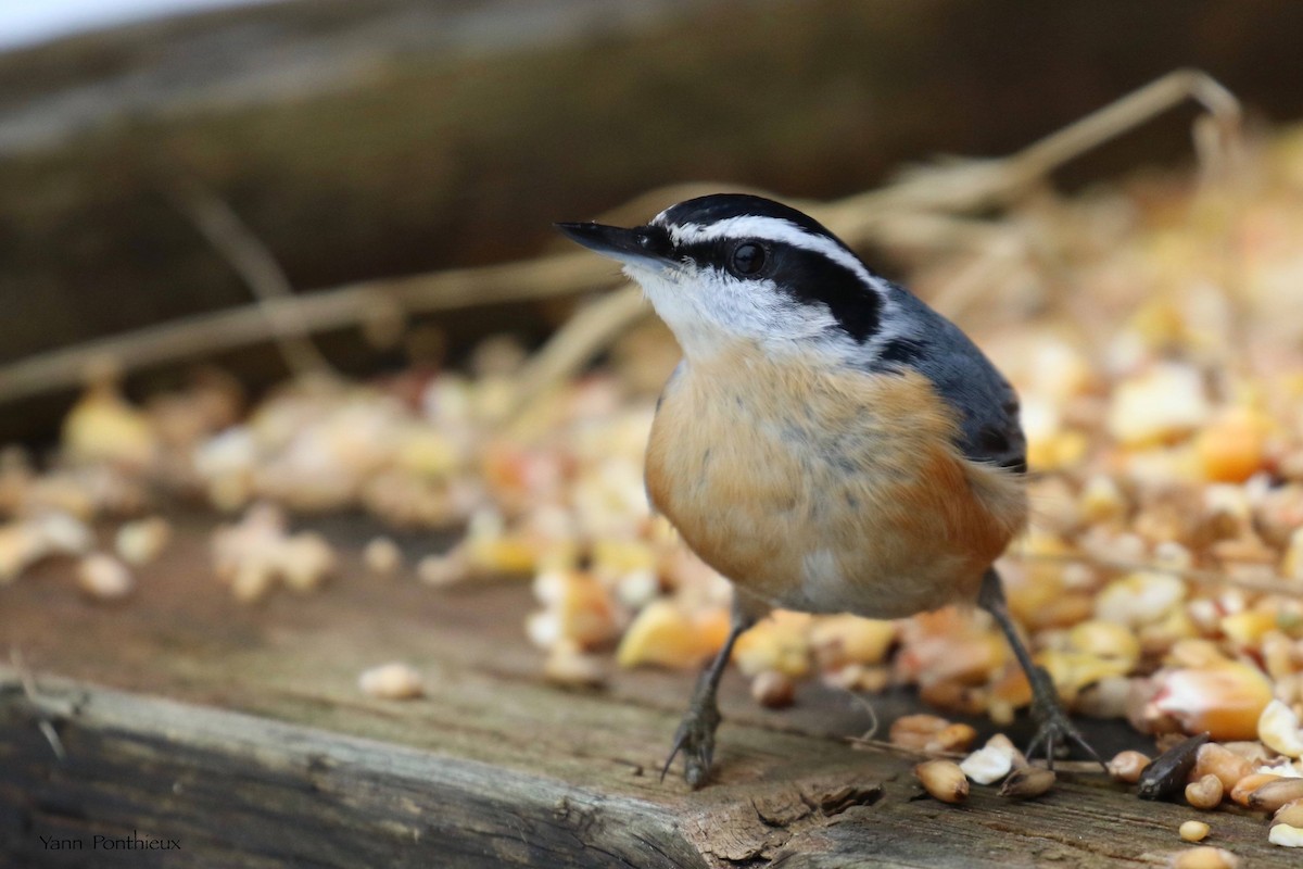 Red-breasted Nuthatch - ML627700456