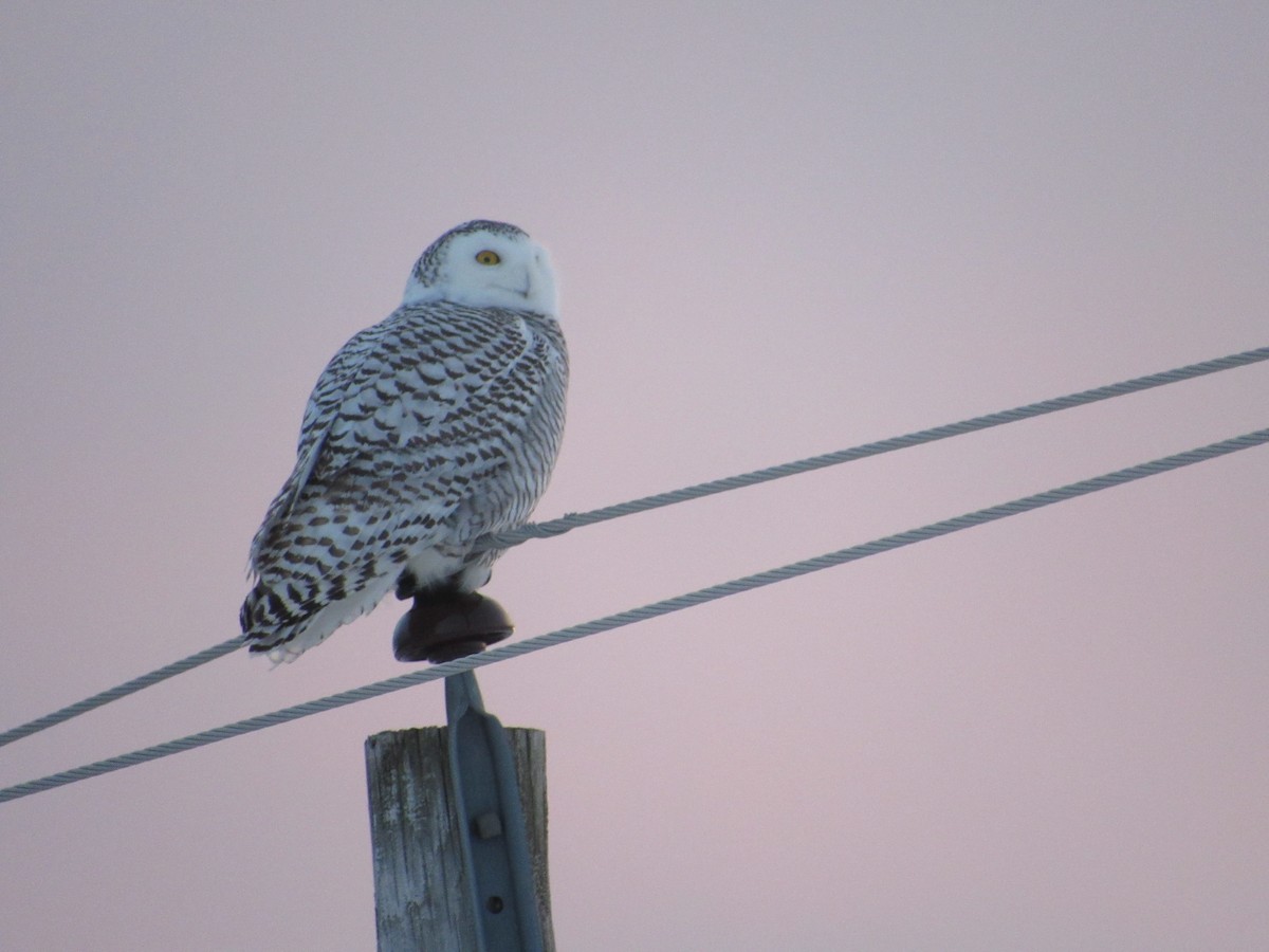 Snowy Owl - ML627700504