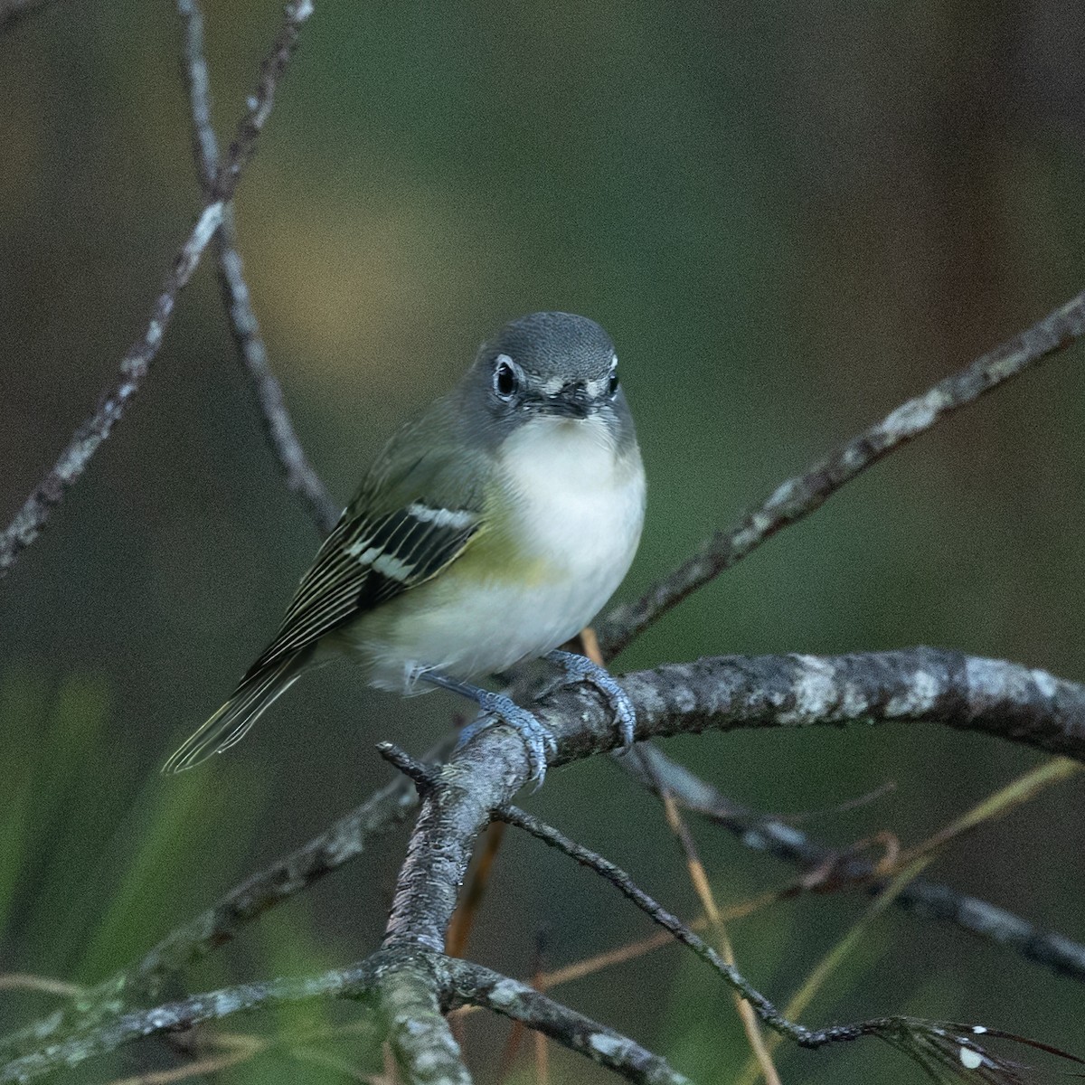 Blue-headed Vireo - ML627700525