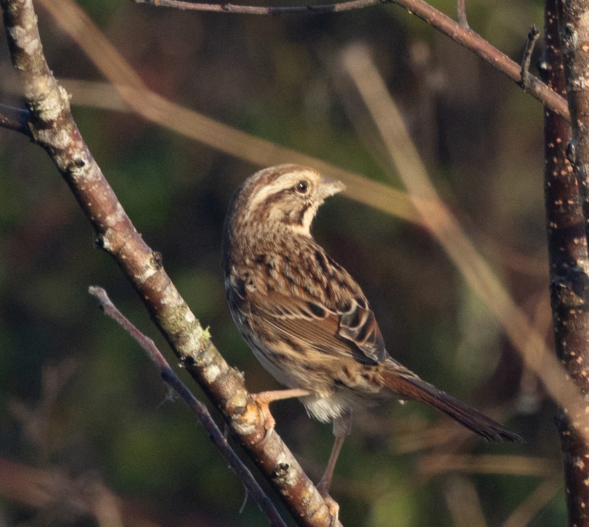 Song Sparrow - ML627700539