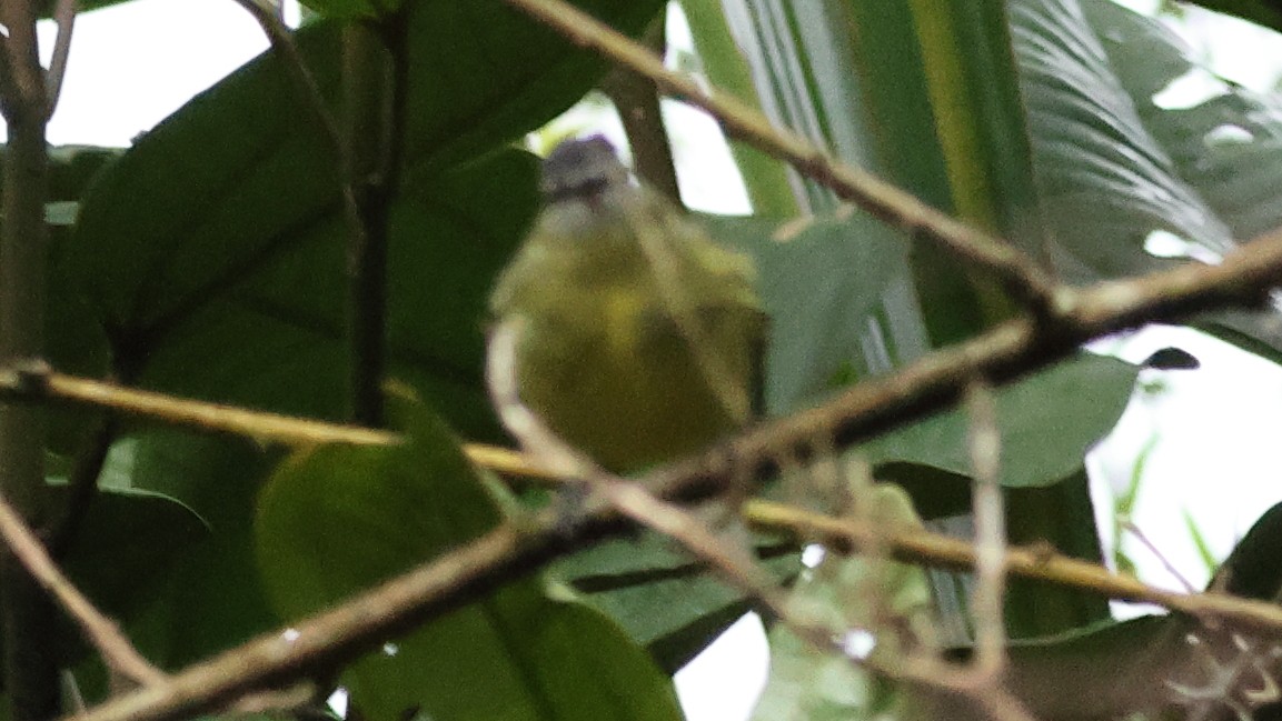 Sulphur-bellied Tyrannulet - ML627700889