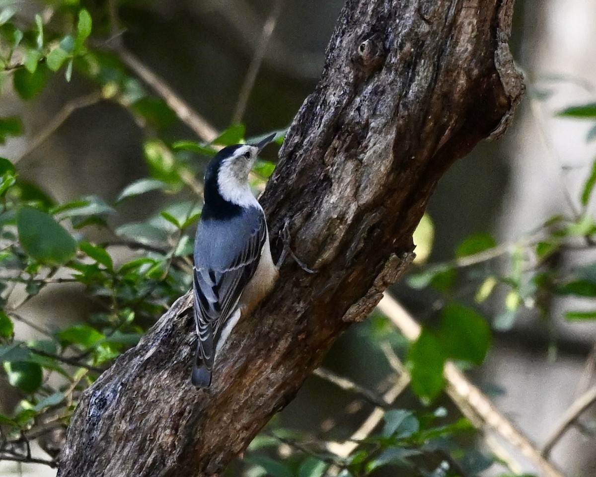 White-breasted Nuthatch - ML627700930