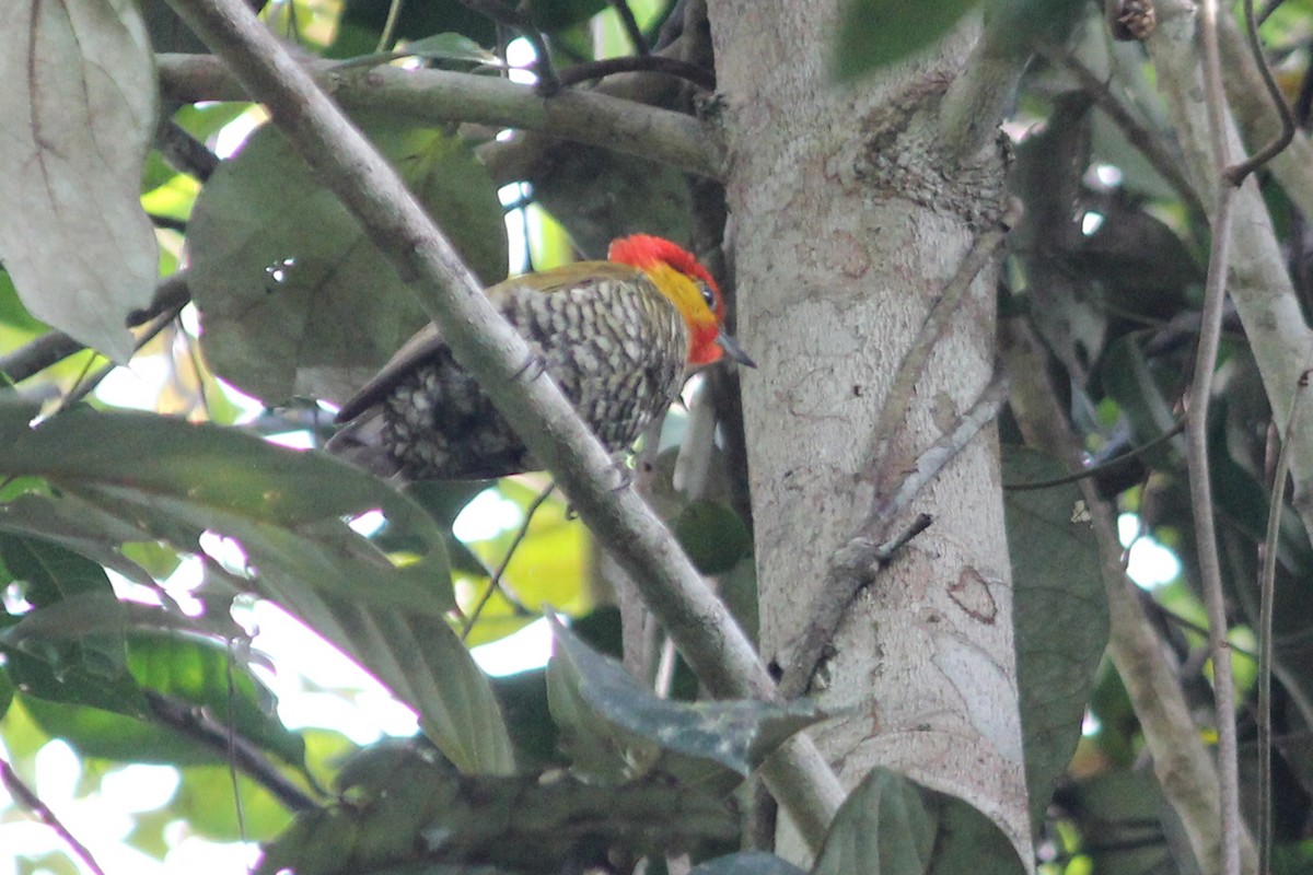 Yellow-throated Woodpecker - ML627700932