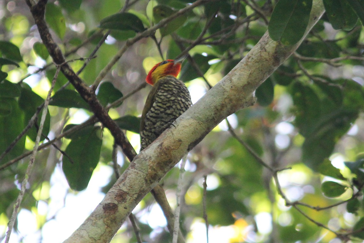 Yellow-throated Woodpecker - ML627700936