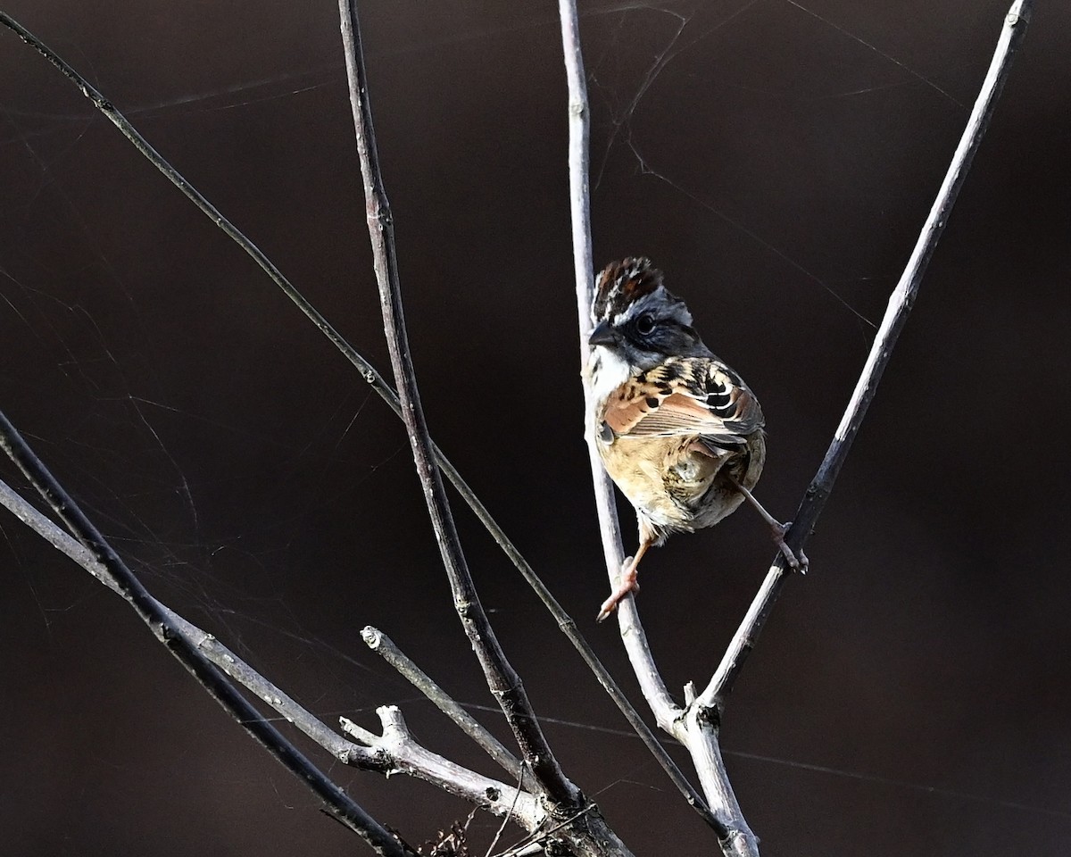 Swamp Sparrow - ML627700942