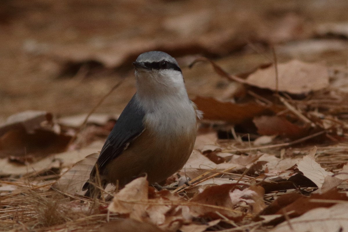 Eurasian Nuthatch (Buff-bellied) - ML627700973