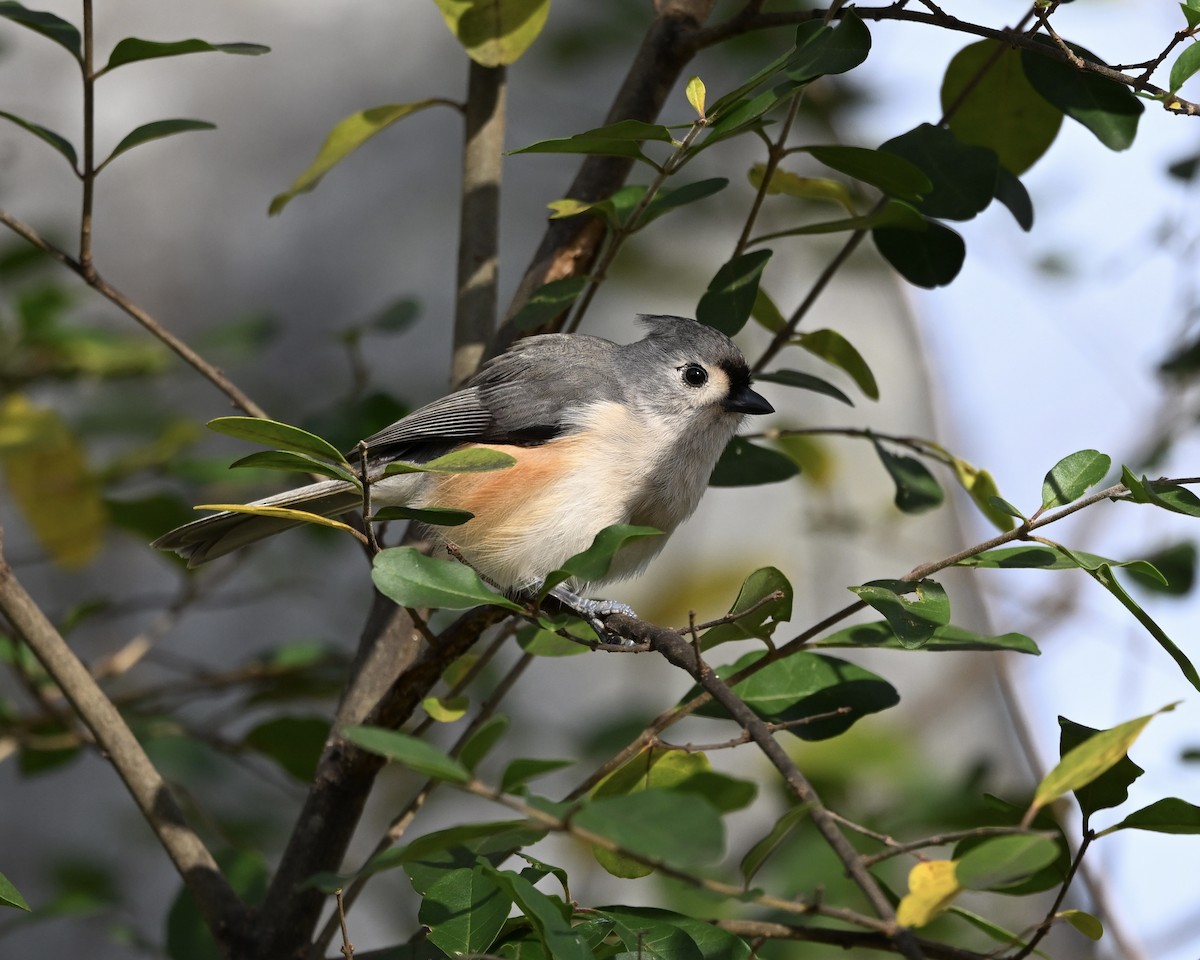 Tufted Titmouse - ML627700985