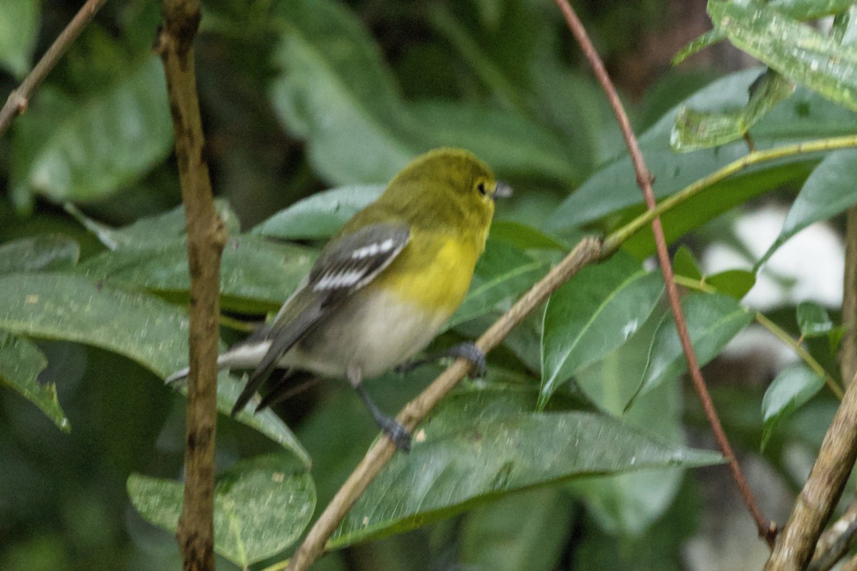 Yellow-throated Vireo - ML627701023