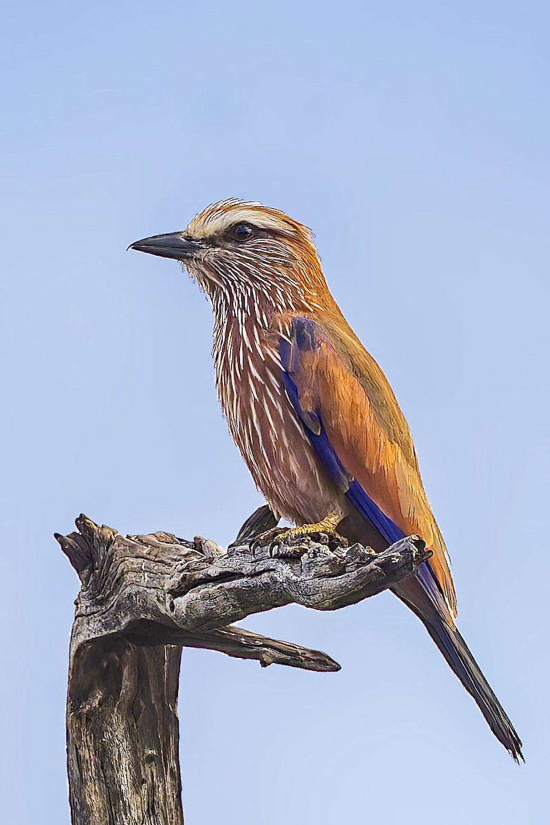Purple Roller - ML627701033