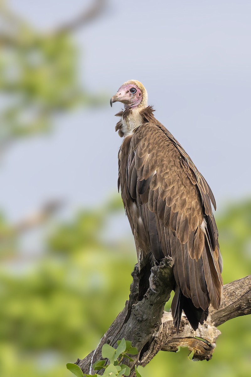 Hooded Vulture - ML627701039