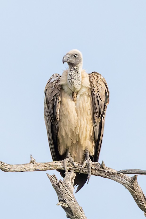 White-backed Vulture - ML627701054