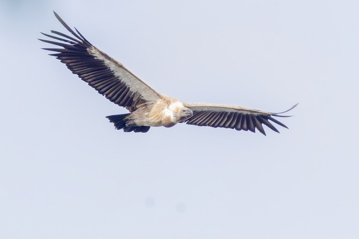 White-backed Vulture - ML627701055