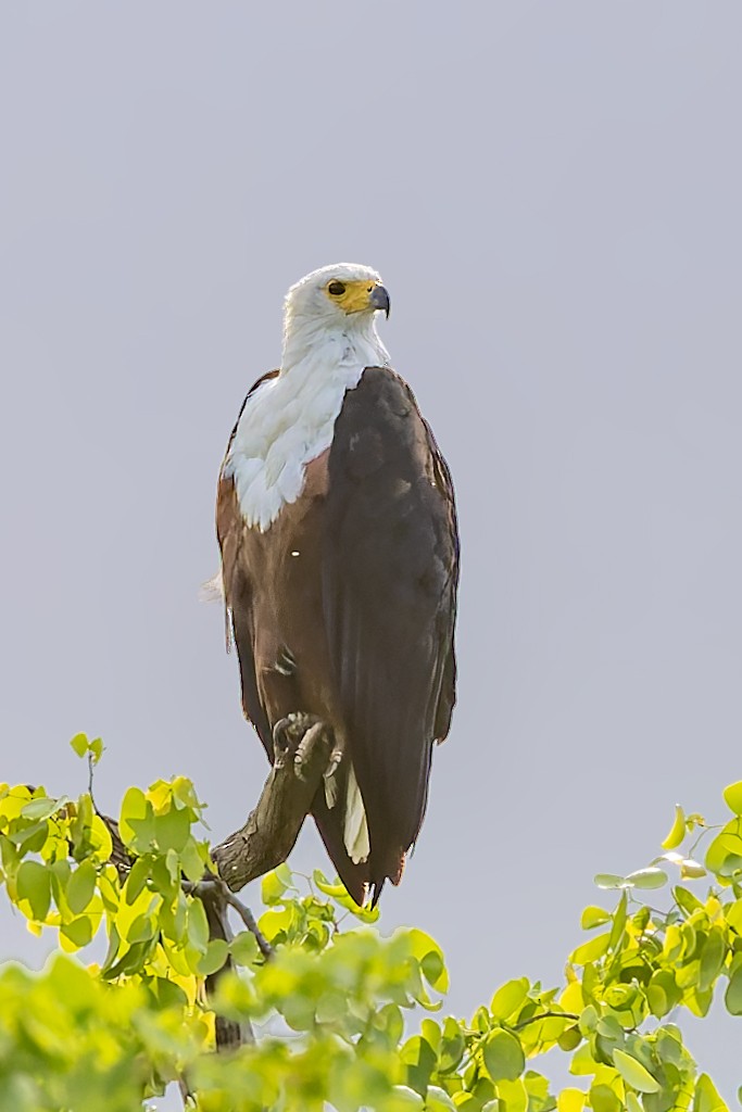 African Fish-Eagle - ML627701062