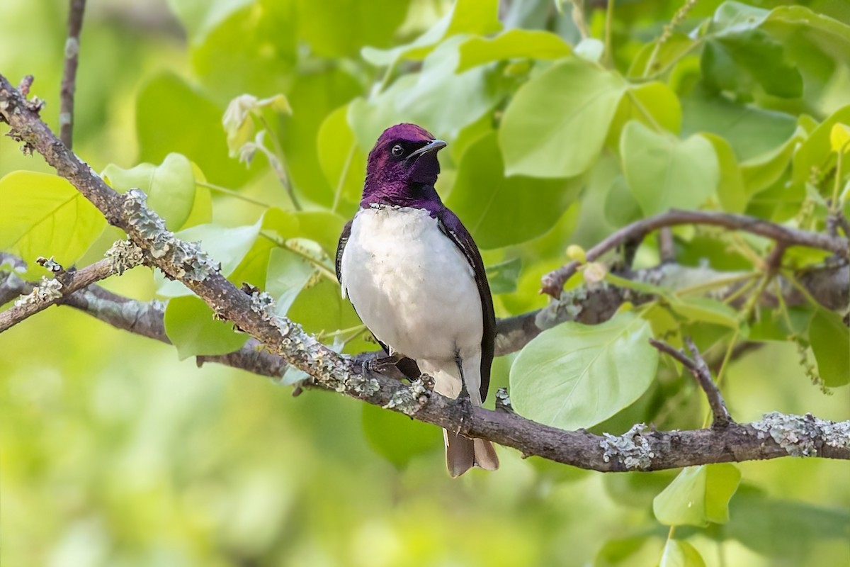 Violet-backed Starling - ML627701074