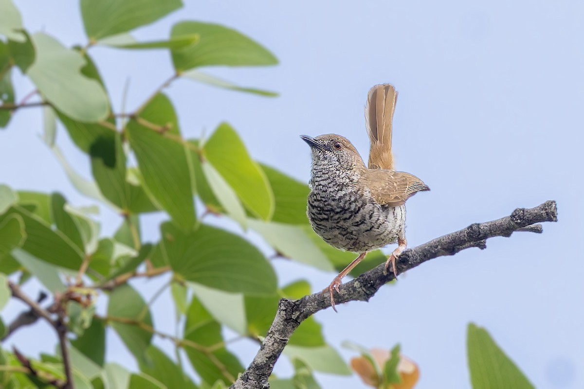 Stierling's Wren-Warbler - ML627701077